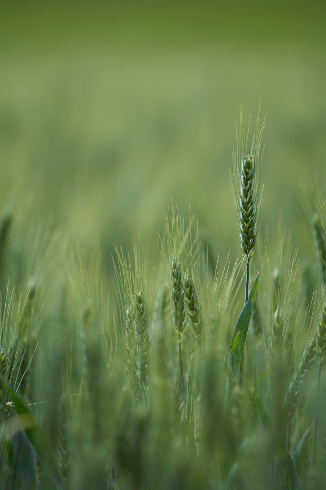 Healthy crop and soil